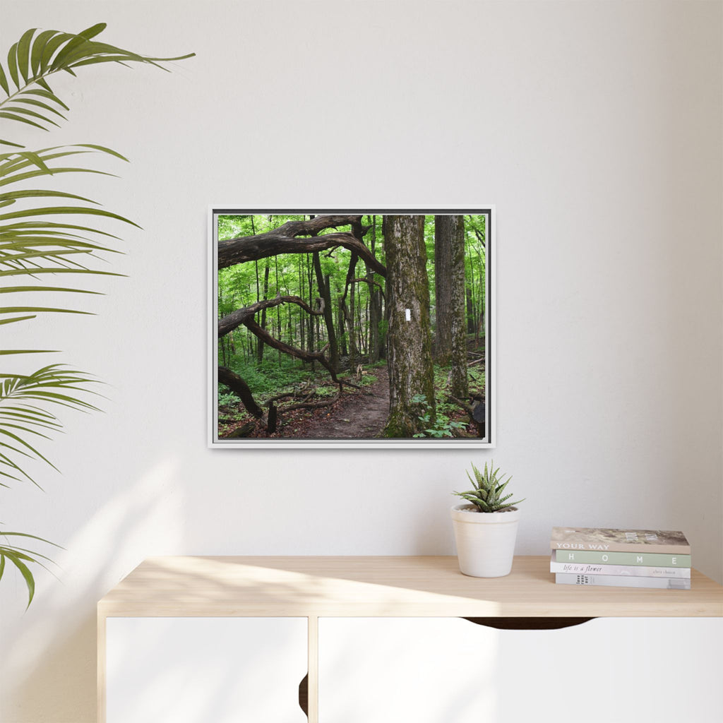 Framed Appalachian Trail Forest Canvas Print