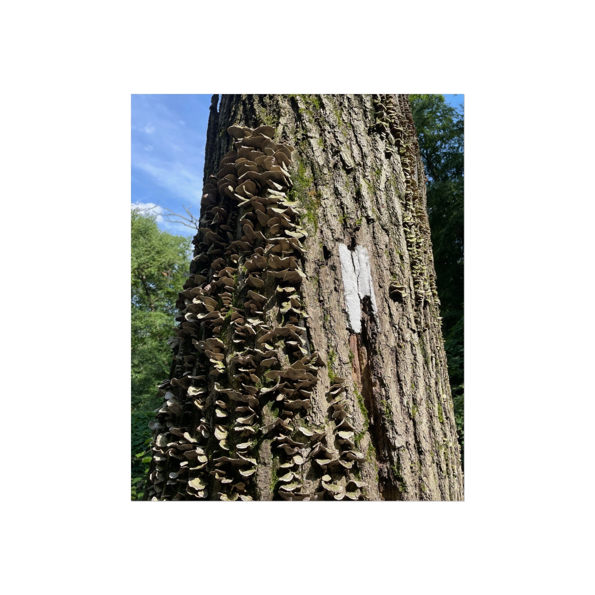 Appalachian Trail Blaze Poster (Multiple Sizes)