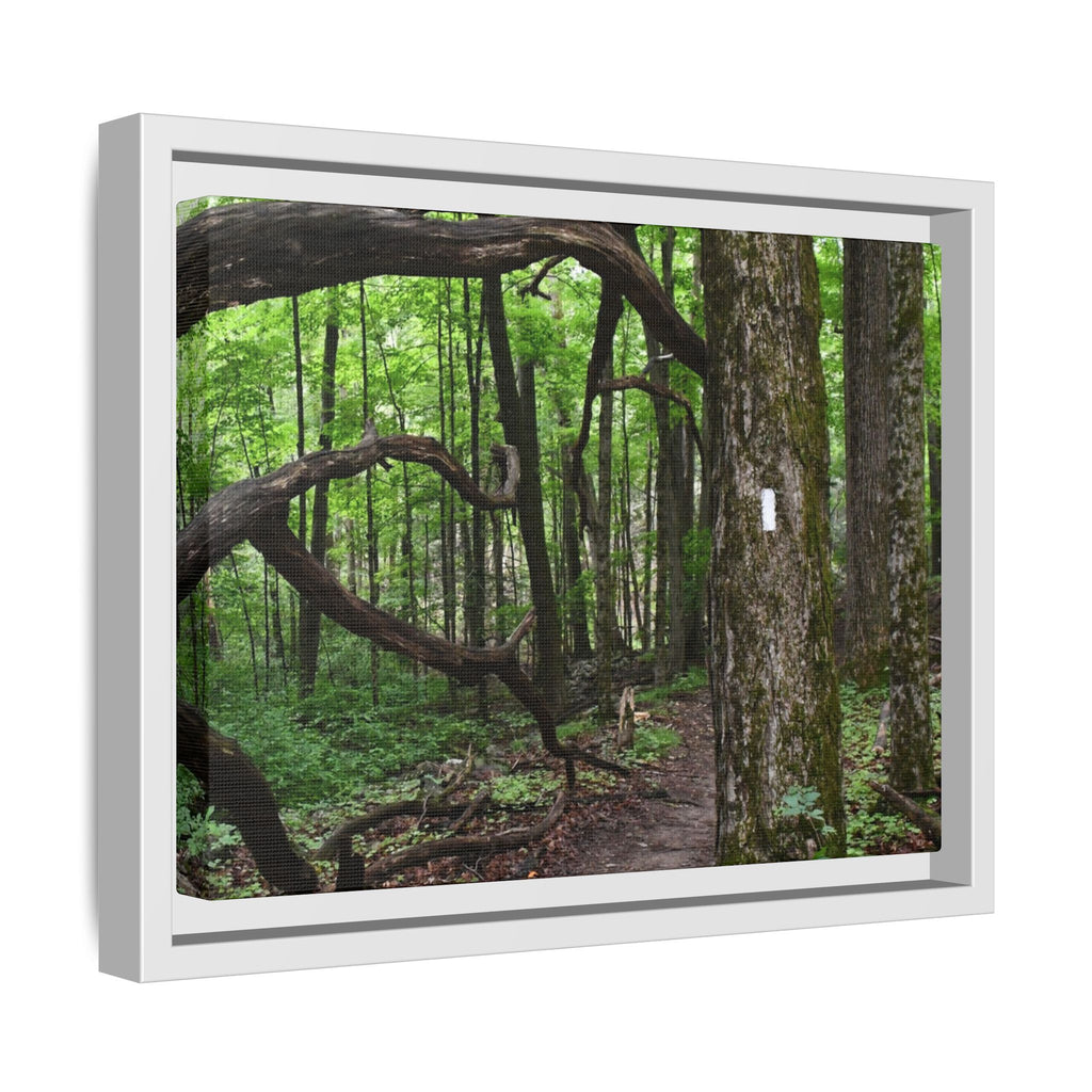 Framed Appalachian Trail Forest Canvas Print