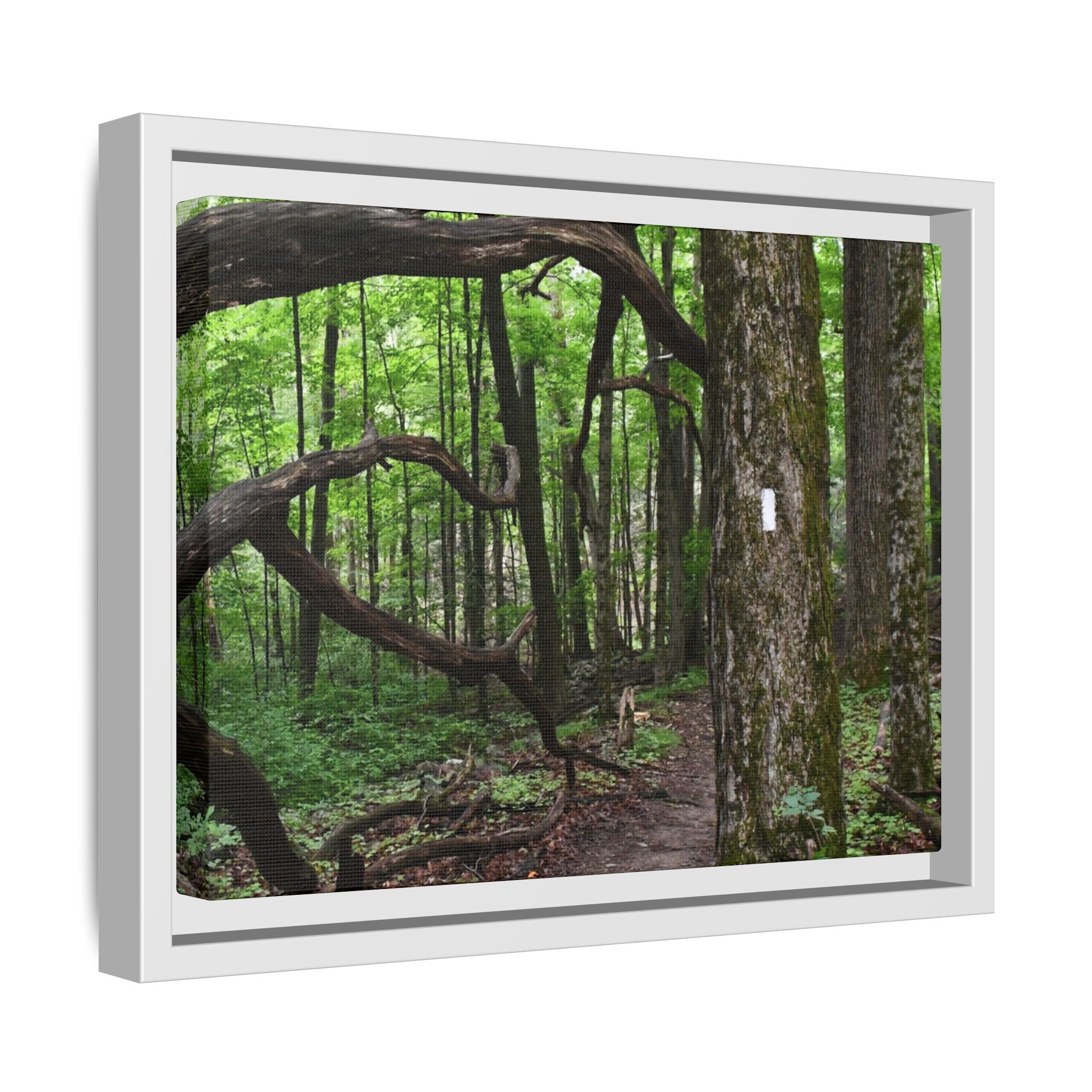 Framed Appalachian Trail Forest Canvas Print