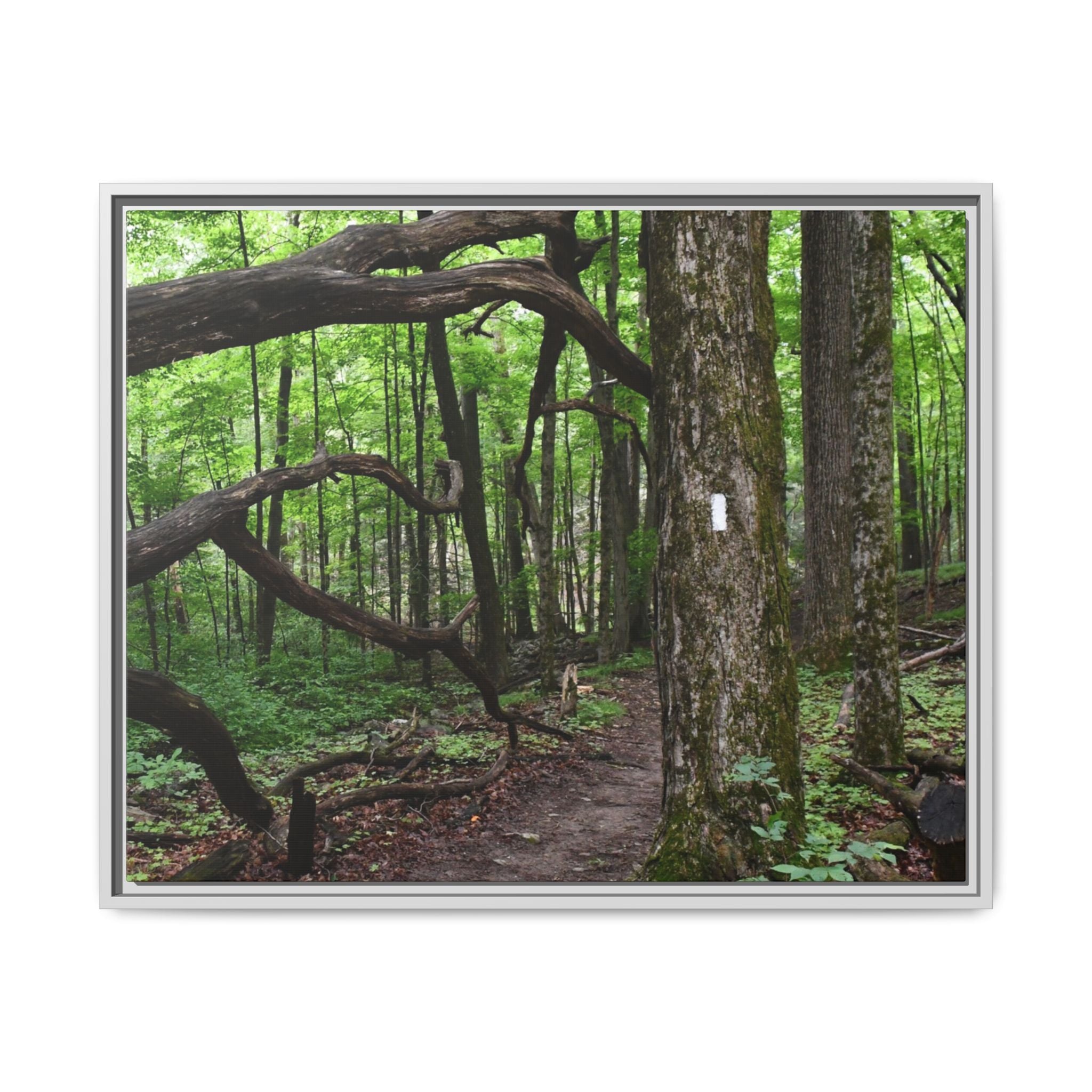 Framed Appalachian Trail Forest Canvas Print