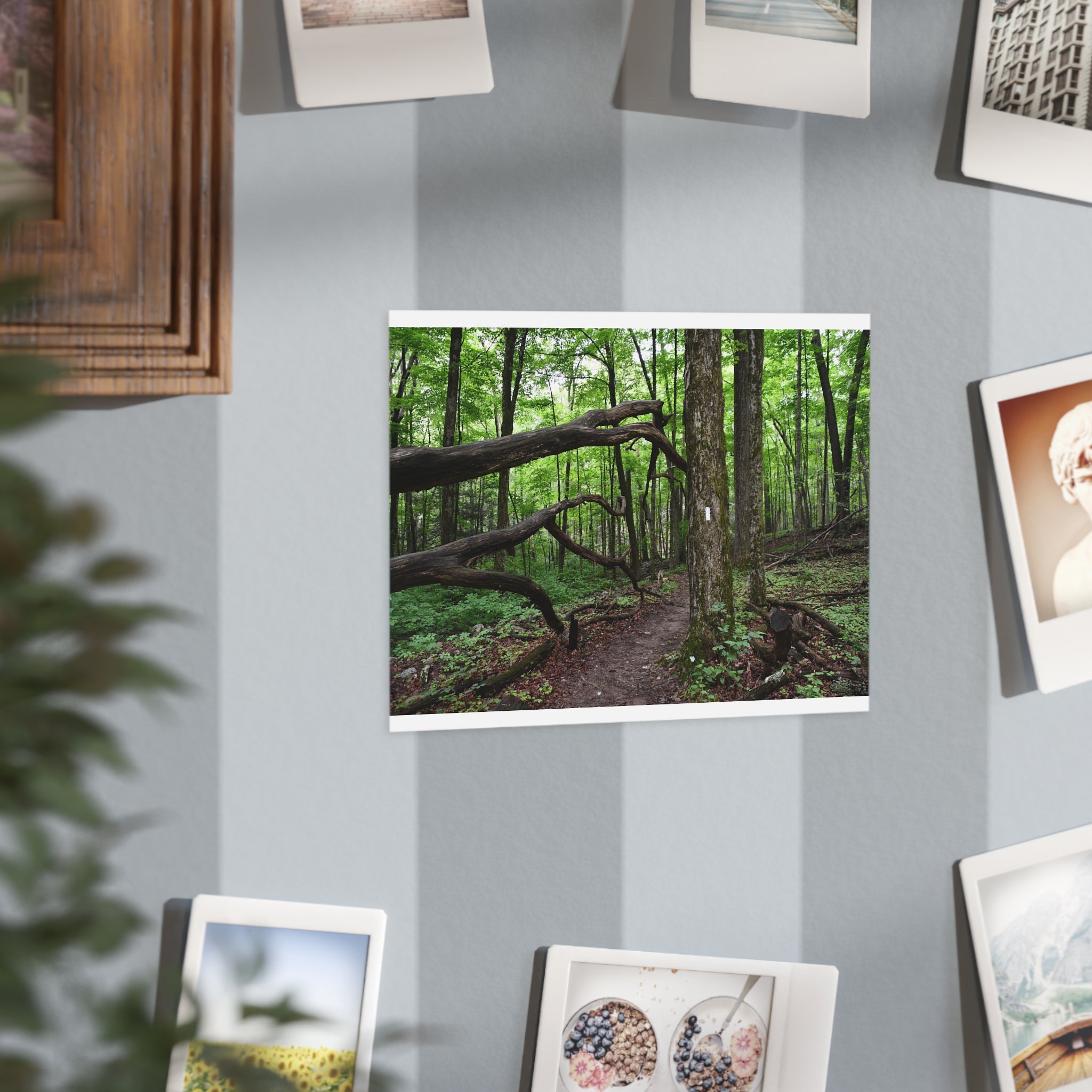 "Appalachian Forest NY" Trail Photo Print