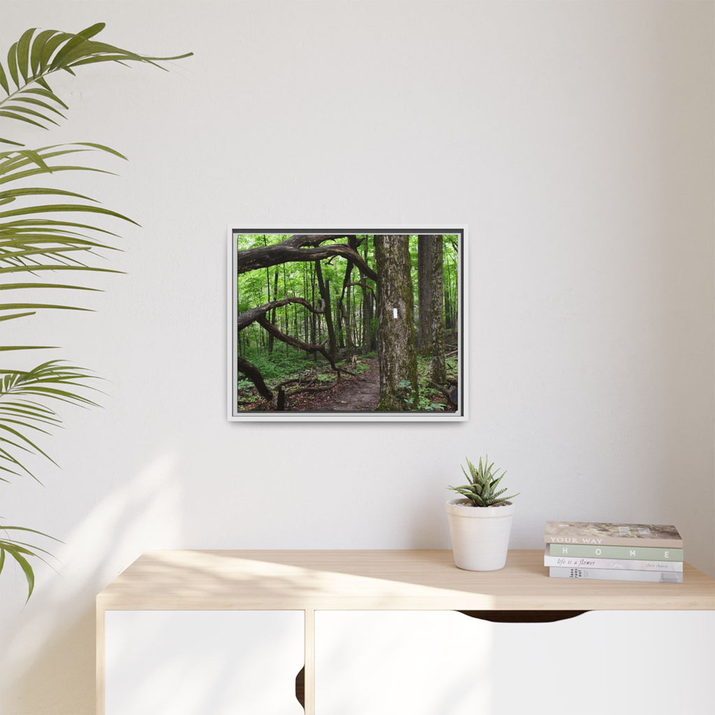 Framed Appalachian Trail Forest Canvas Print