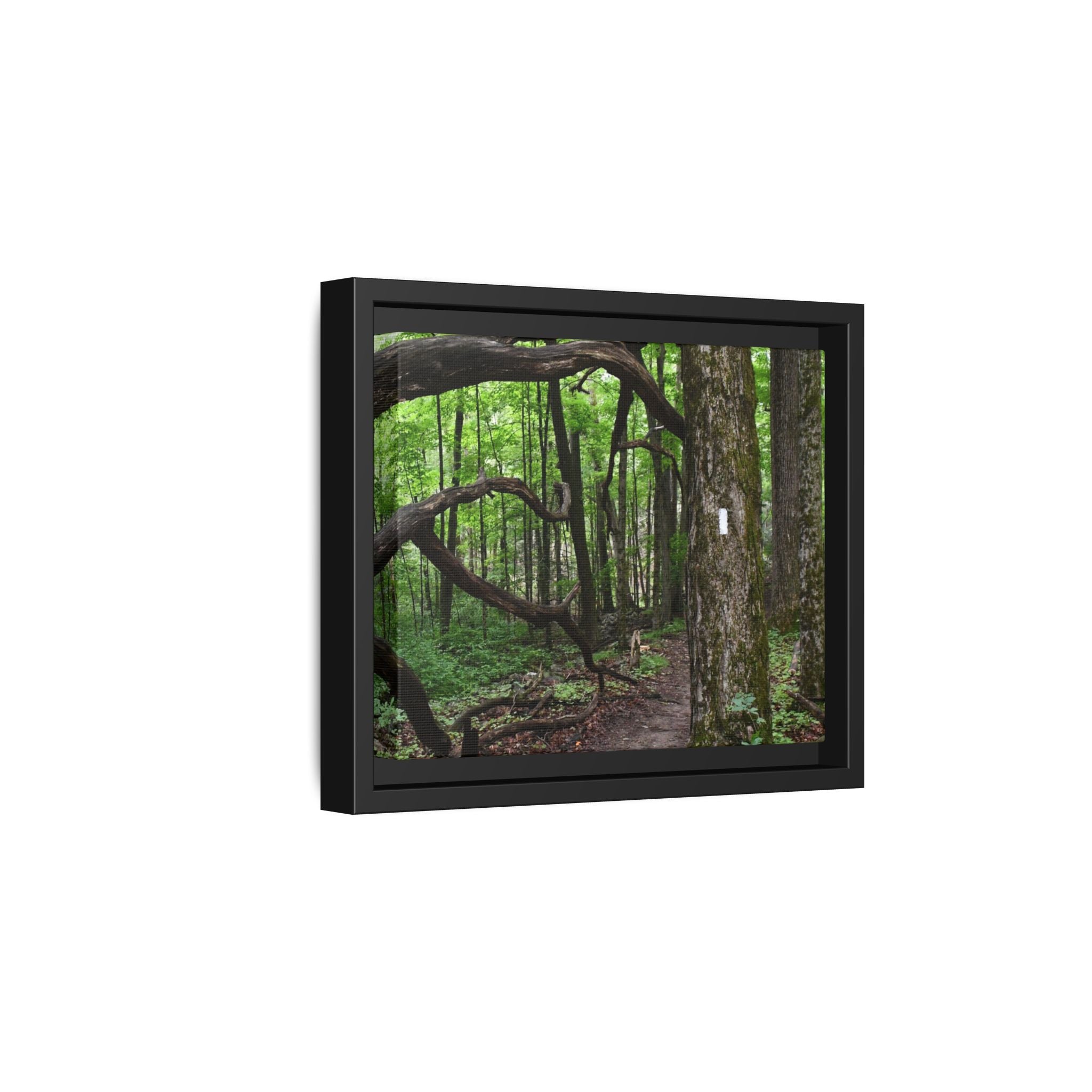 Framed Appalachian Trail Forest Canvas Print