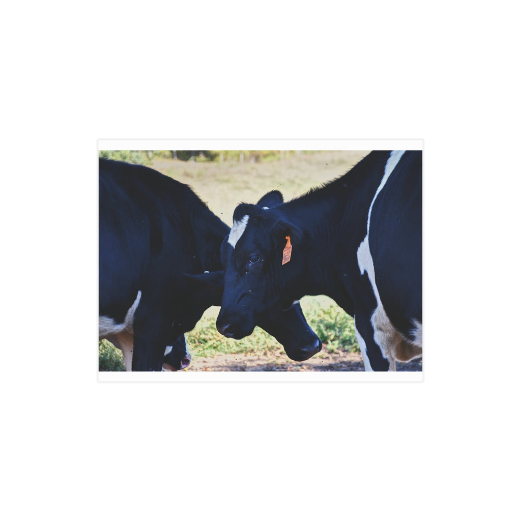"Tilted Cow" Photo Print