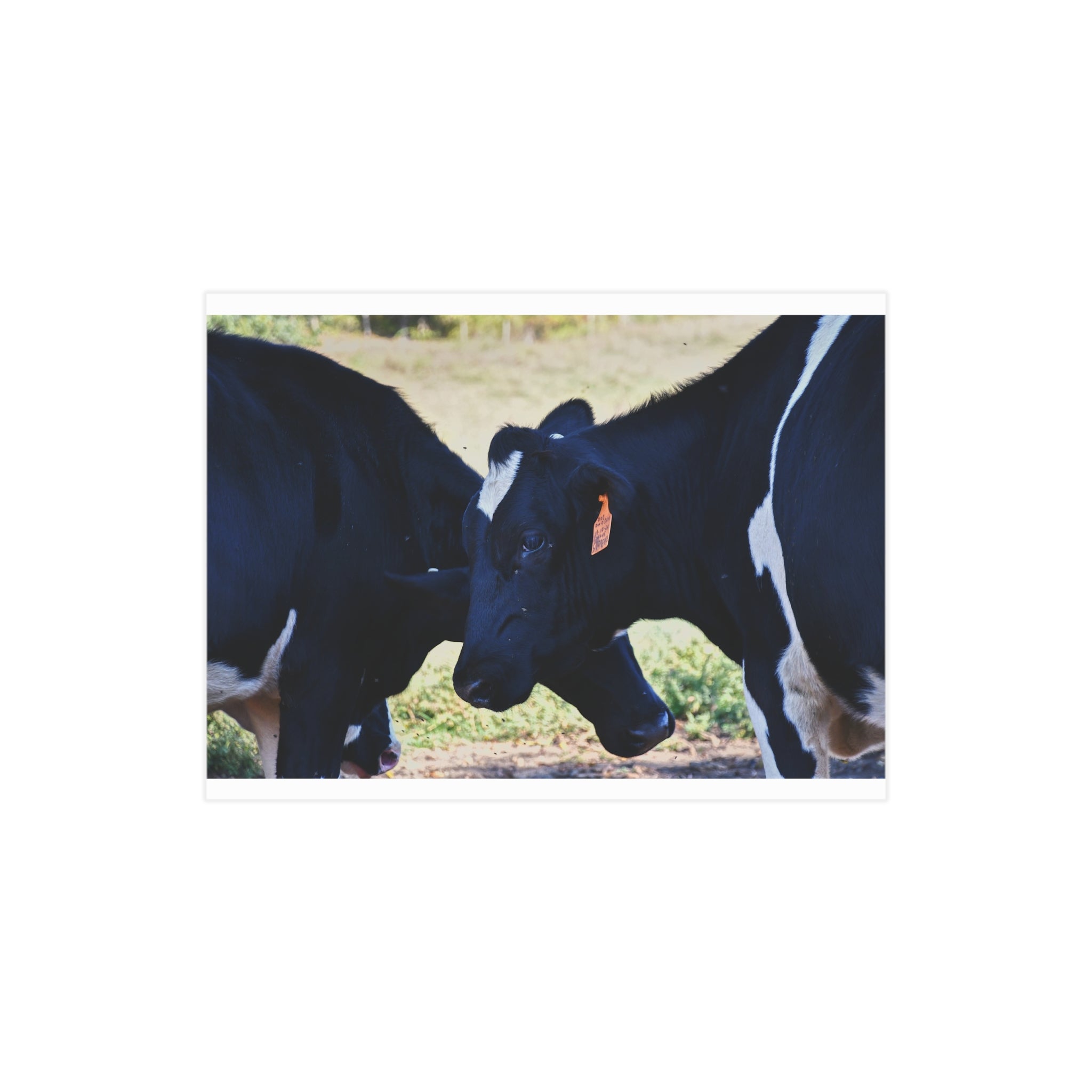 "Tilted Cow" Photo Print
