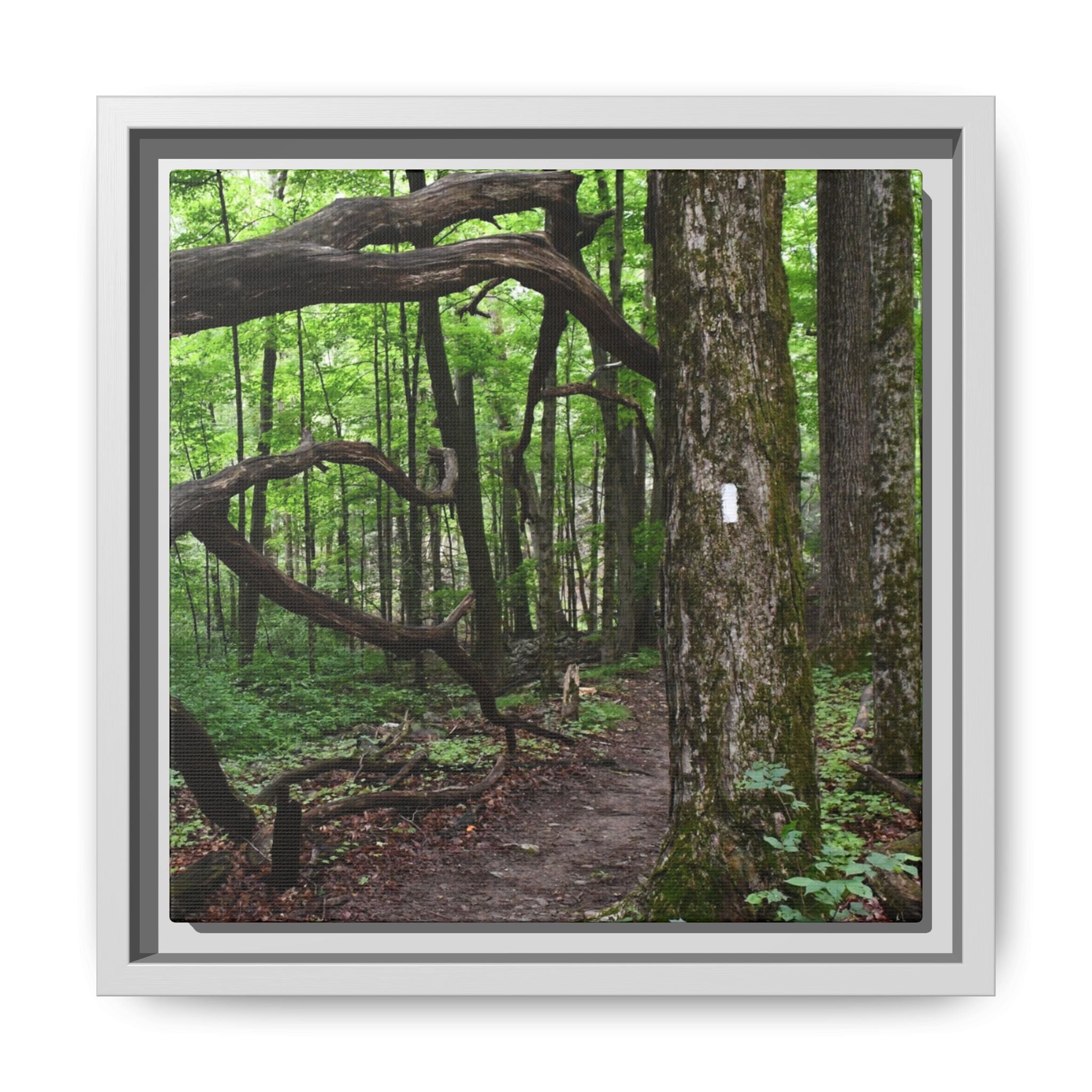Framed Appalachian Trail Forest Canvas Print