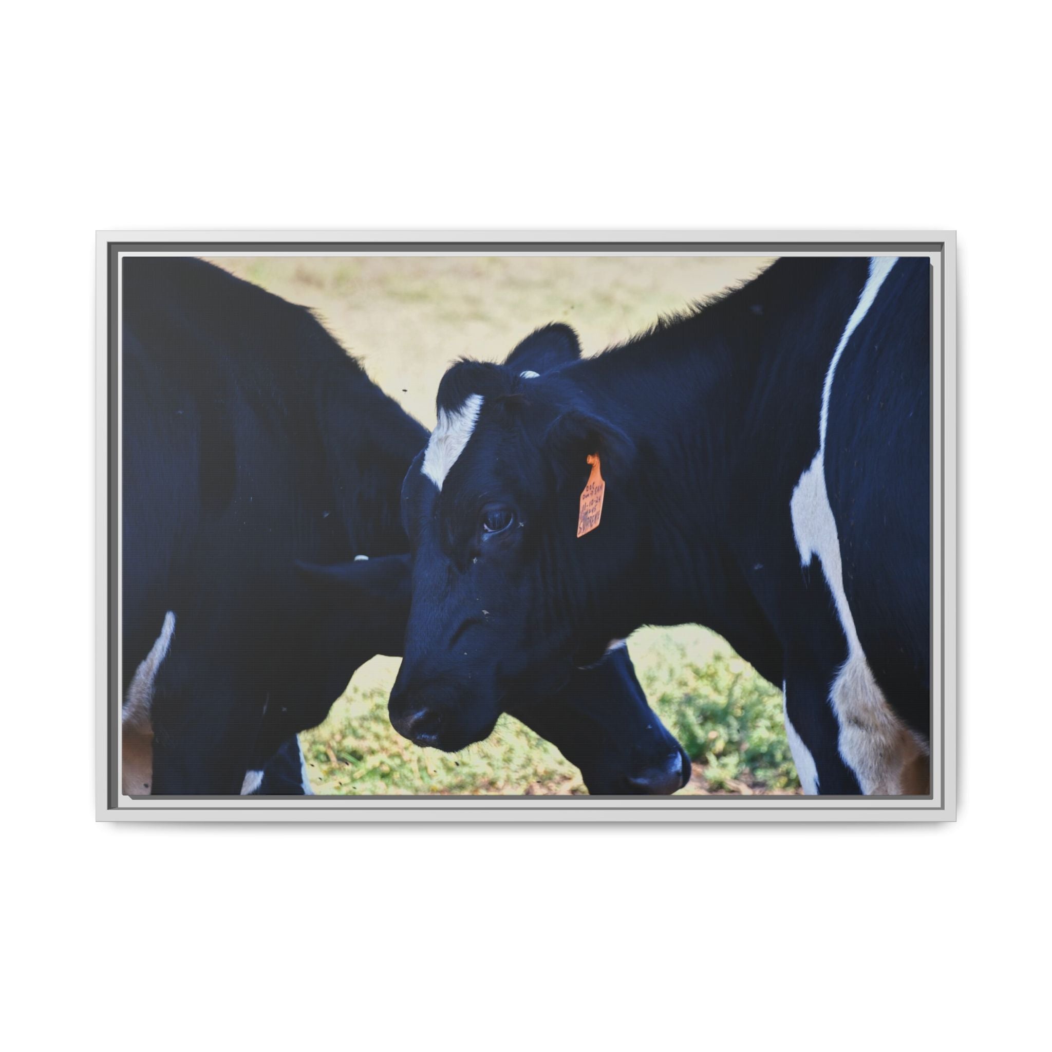 "Tilted Cow" Matte Framed Canvas