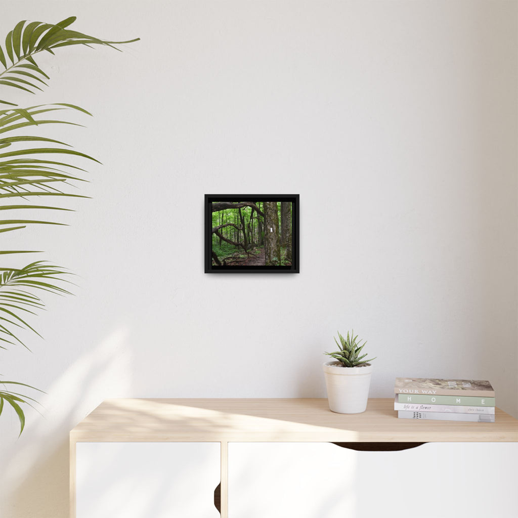 Framed Appalachian Trail Forest Canvas Print