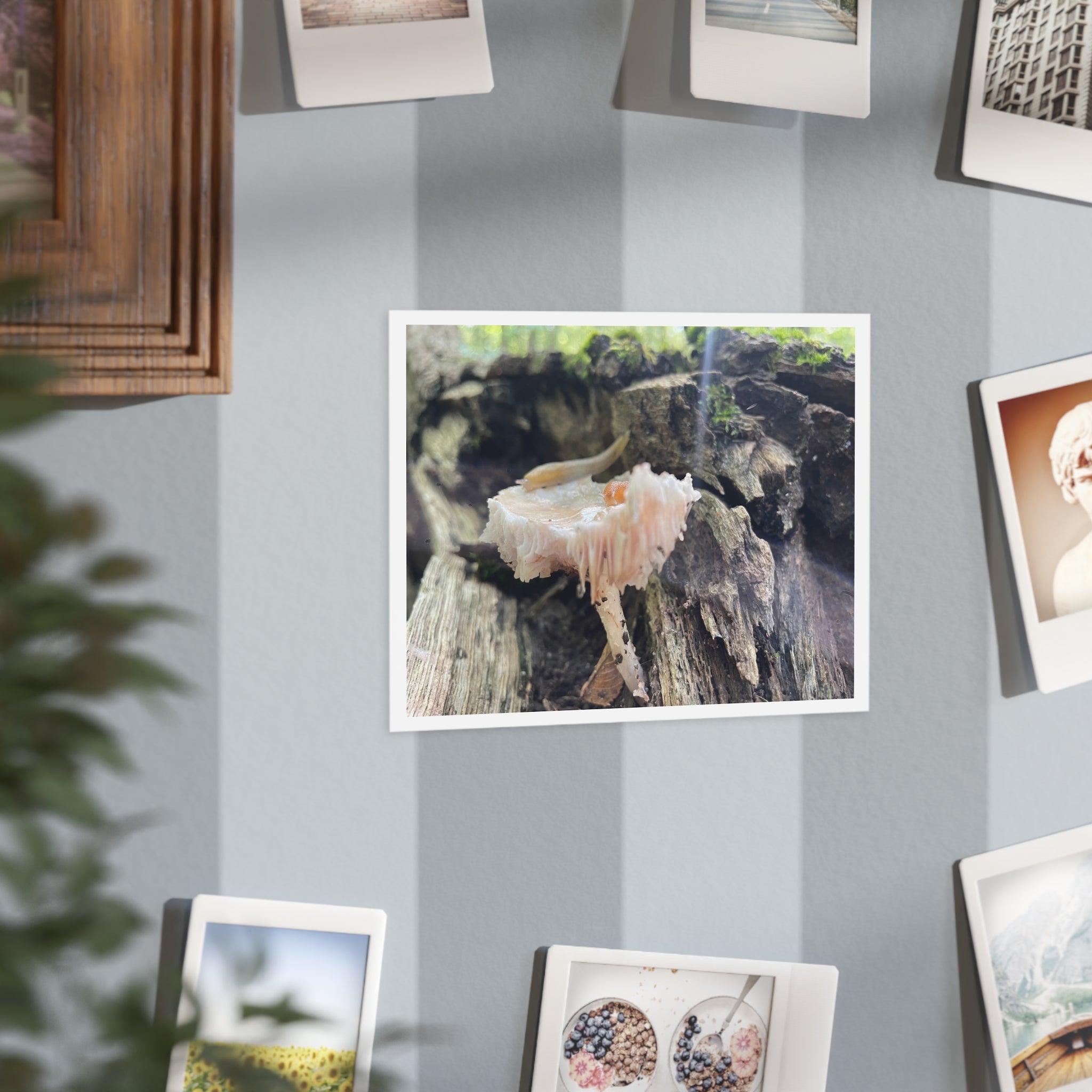 "Hidden Mushroom" Photo Print
